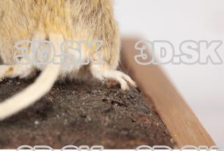 Mouse-Mus musculus 0036